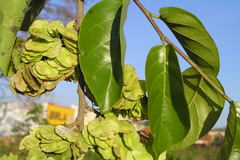 Holoptelea integrifolia